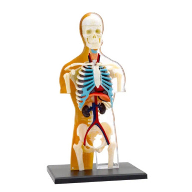 Human Anatomy | 73101
