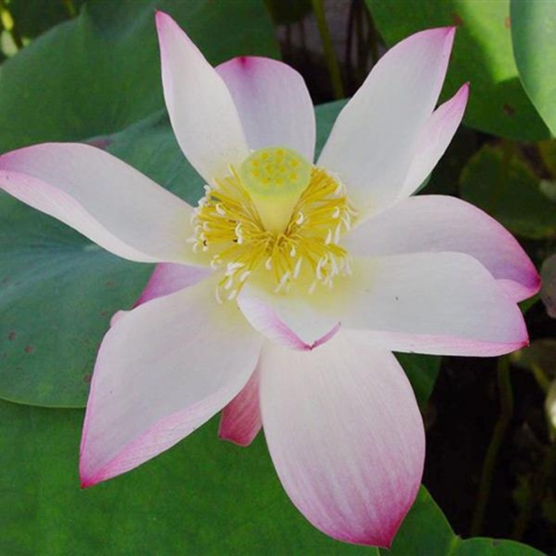 10pcs White Bowl Lotus Seeds Garden Aquatic Plant